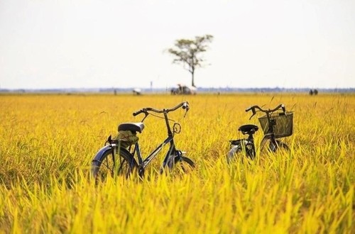 Memandangi “Musim Padi Menguning” yang Berwarna-warni di Seluruh Vietnam - ảnh 18