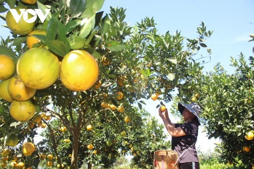 Provinsi Son La Berupaya Membawa Produk Pertanian ke Platform Digital - ảnh 2