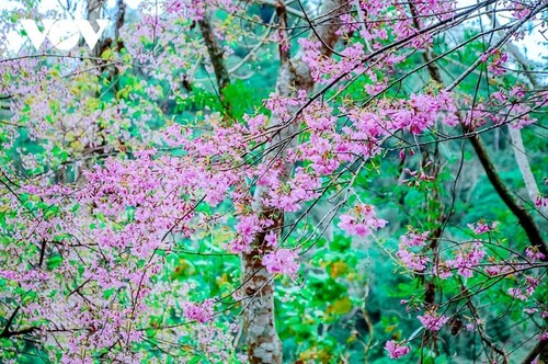 Melihat Jenis Bunga yang Tandakan Musim Semi di Daerah Dataran Tinggi Tay Bac - ảnh 7