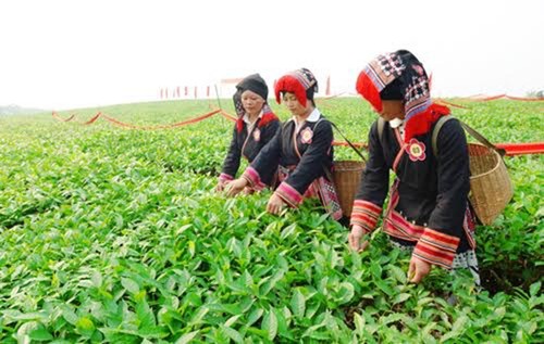 山萝省木州县举行2016年第一次木州高原茶节 - ảnh 1