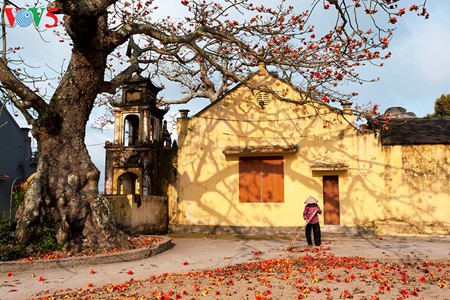 越南北部乡村鲜艳夺目的红色木棉花 - ảnh 8
