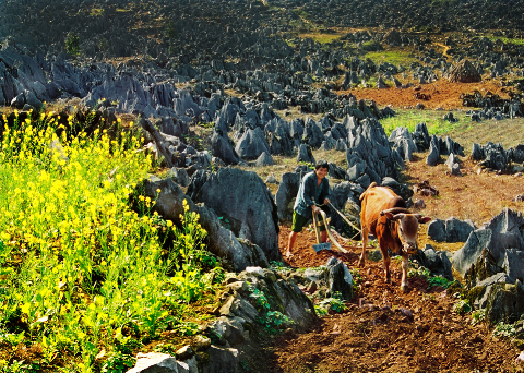 越南政府批准建设同文岩石高原全球地质公园规划 - ảnh 1