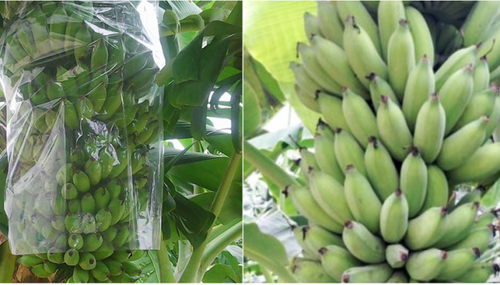 芹苴市学生以香蕉皮成功配制用于保存蔬果的生物制品 - ảnh 1