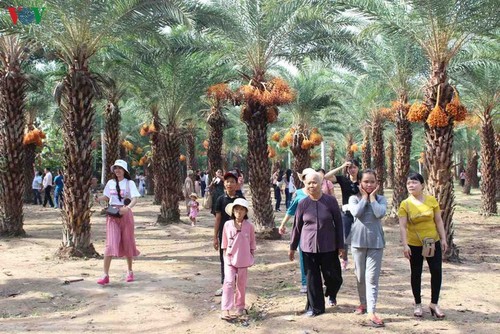 欣赏越南西部最大的枣椰园之美 - ảnh 13
