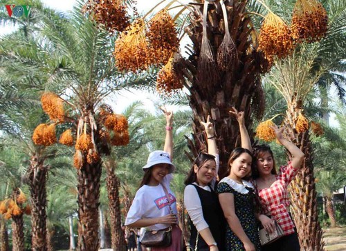 欣赏越南西部最大的枣椰园之美 - ảnh 8