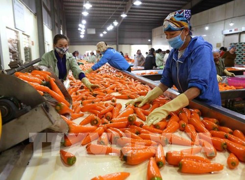 加强向澳大利亚推介越南加工农产品 - ảnh 1