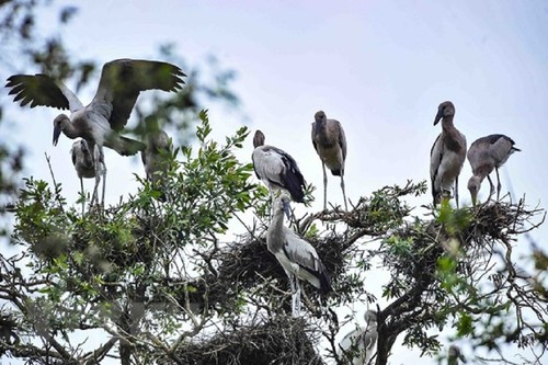 鸟栖国家森林公园——世界第2000个拉姆萨尔湿地 - ảnh 2