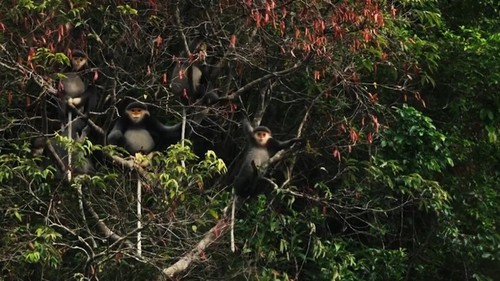 越南再有两个生物圈保护区被列为世界生物圈保护区 - ảnh 15