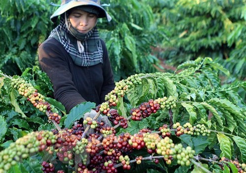 越南与各国合作扩大农产品和食品出口市场 - ảnh 1