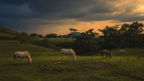 谅山丘星草原的“白马” - ảnh 11