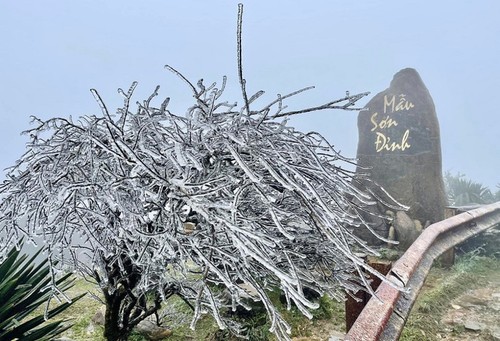 越南北部山区多地出现霜冻 - ảnh 1