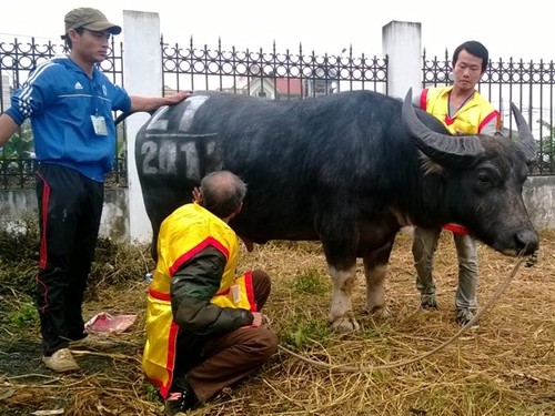 First buffalo fighting festival in Hanoi  - ảnh 9