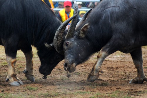 First buffalo fighting festival in Hanoi  - ảnh 4