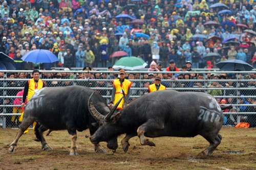 First buffalo fighting festival in Hanoi  - ảnh 5