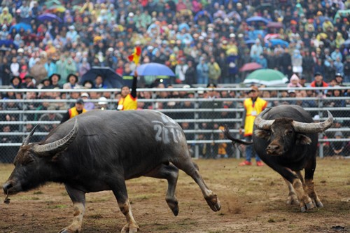First buffalo fighting festival in Hanoi  - ảnh 6