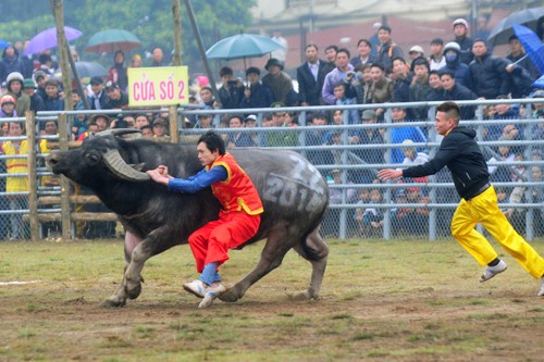 First buffalo fighting festival in Hanoi  - ảnh 7