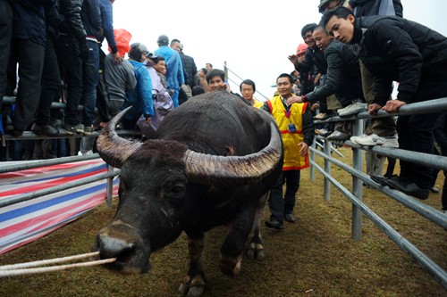 First buffalo fighting festival in Hanoi  - ảnh 8