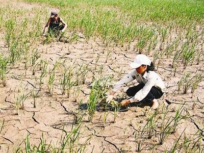 Scenario for climate change response in Vietnam  - ảnh 2