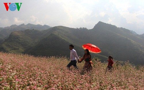 Buckwheat flowers blossom in Si Ma Cai - ảnh 1