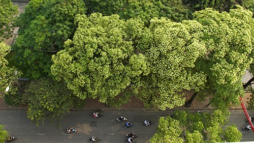 Fragrant Hoa Sua blossoming in Hanoi autumn - ảnh 1