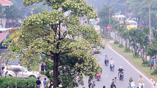 Fragrant Hoa Sua blossoming in Hanoi autumn - ảnh 4