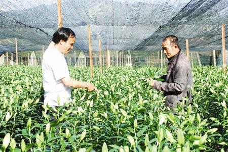 High-tech application boosts agricultural production at Langbiang  - ảnh 1