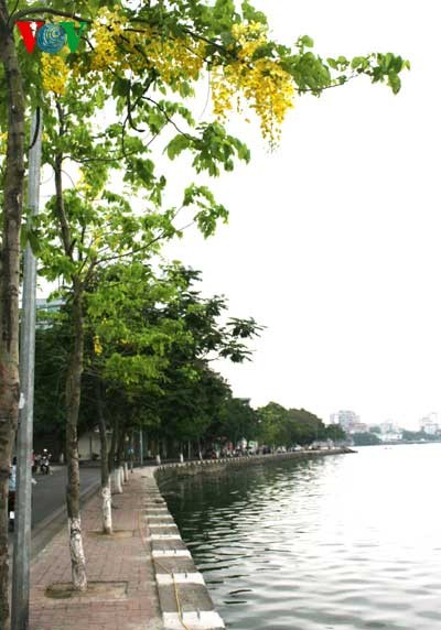 Showers of gold around West Lake - ảnh 1