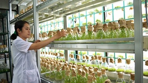 Bio technology application promoted in agriculture - ảnh 1