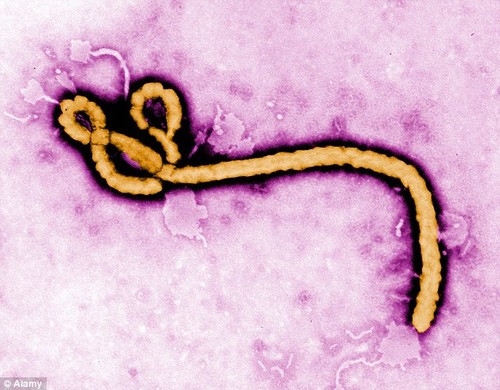 Ebola returns to Liberia  - ảnh 1
