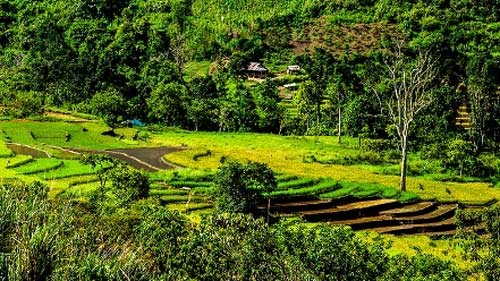 Rice terraces in Quang Nam in harvest - ảnh 8