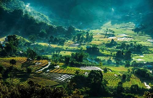 Rice terraces in Quang Nam in harvest - ảnh 3