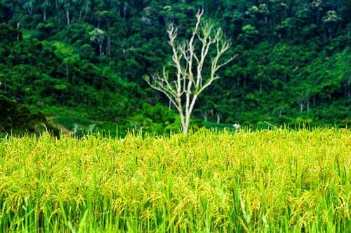 Rice terraces in Quang Nam in harvest - ảnh 9