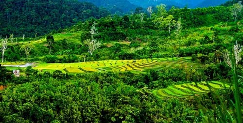 Rice terraces in Quang Nam in harvest - ảnh 2
