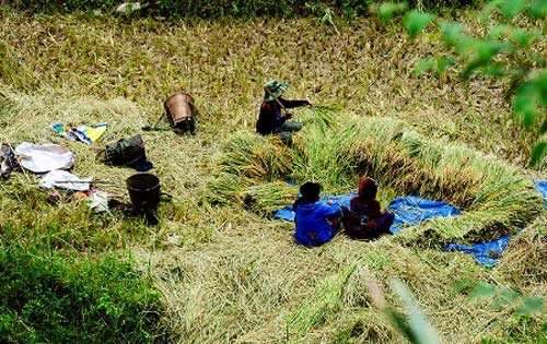 Rice terraces in Quang Nam in harvest - ảnh 7