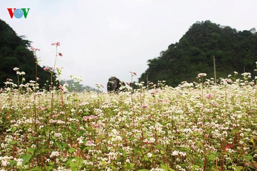 Ha Giang prepares for Buckwheat Flower Festival - ảnh 1