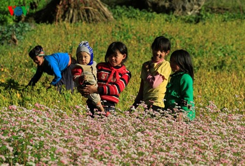 Ha Giang prepares for Buckwheat Flower Festival - ảnh 10