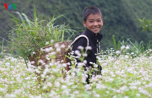 Ha Giang prepares for Buckwheat Flower Festival - ảnh 9