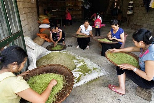 Aroma young glutinous rice of the northwest - ảnh 1