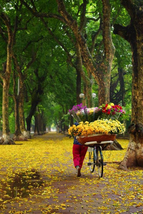 Hanoi's beauty in the season of falling leaves - ảnh 2