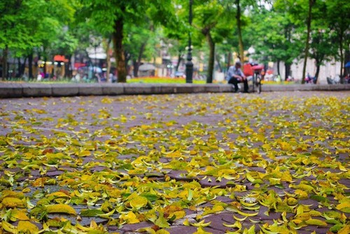 Hanoi's beauty in the season of falling leaves - ảnh 4