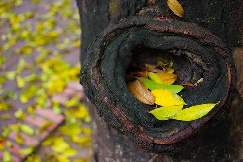 Hanoi's beauty in the season of falling leaves - ảnh 5