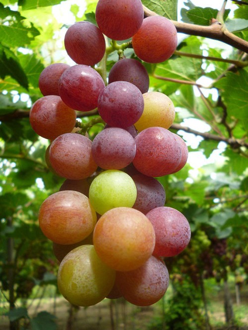 Ninh Thuan in grape-harvesting season - ảnh 10
