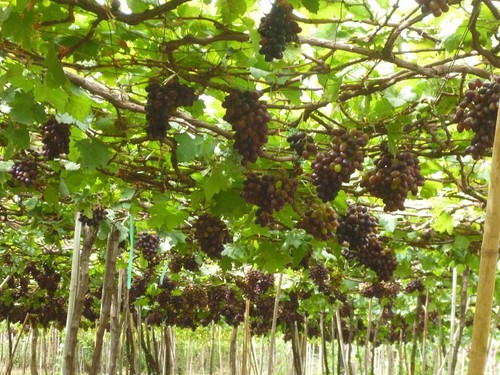 Ninh Thuan in grape-harvesting season - ảnh 1