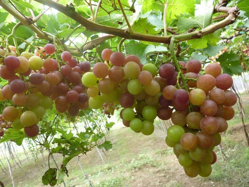 Ninh Thuan in grape-harvesting season - ảnh 2