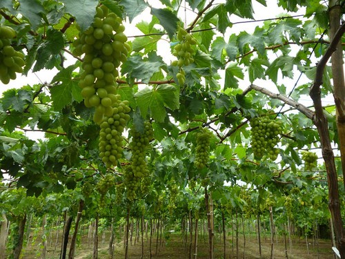 Ninh Thuan in grape-harvesting season - ảnh 3