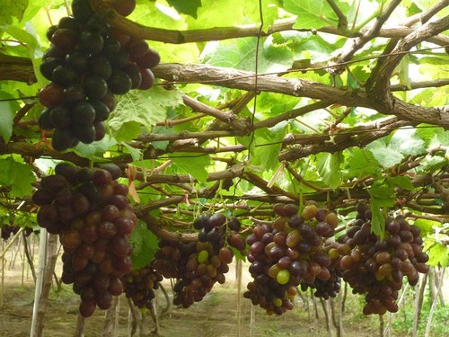 Ninh Thuan in grape-harvesting season - ảnh 4