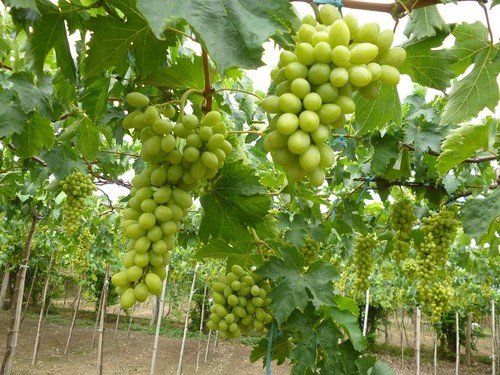 Ninh Thuan in grape-harvesting season - ảnh 5