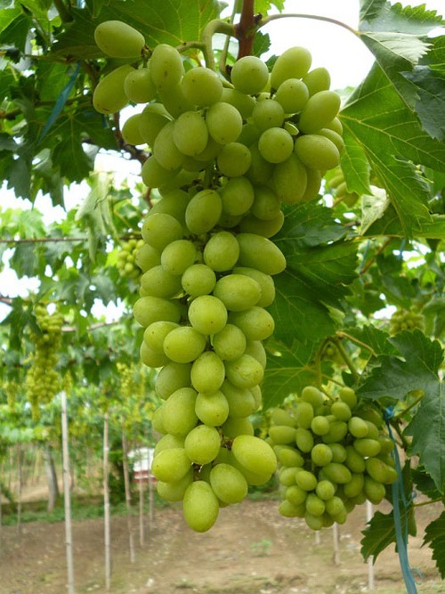 Ninh Thuan in grape-harvesting season - ảnh 6