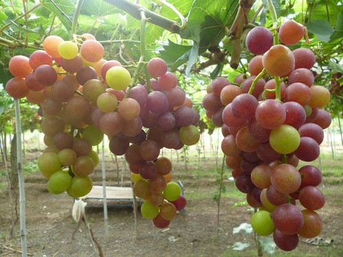 Ninh Thuan in grape-harvesting season - ảnh 7