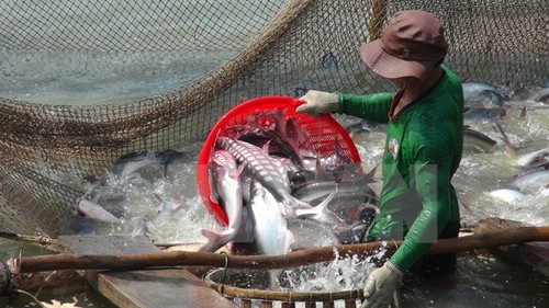 USDA’s inspection program on Vietnamese tra, basa fish unnecessary - ảnh 1
